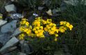 Wandern Piemonte - Erysimum jugicola